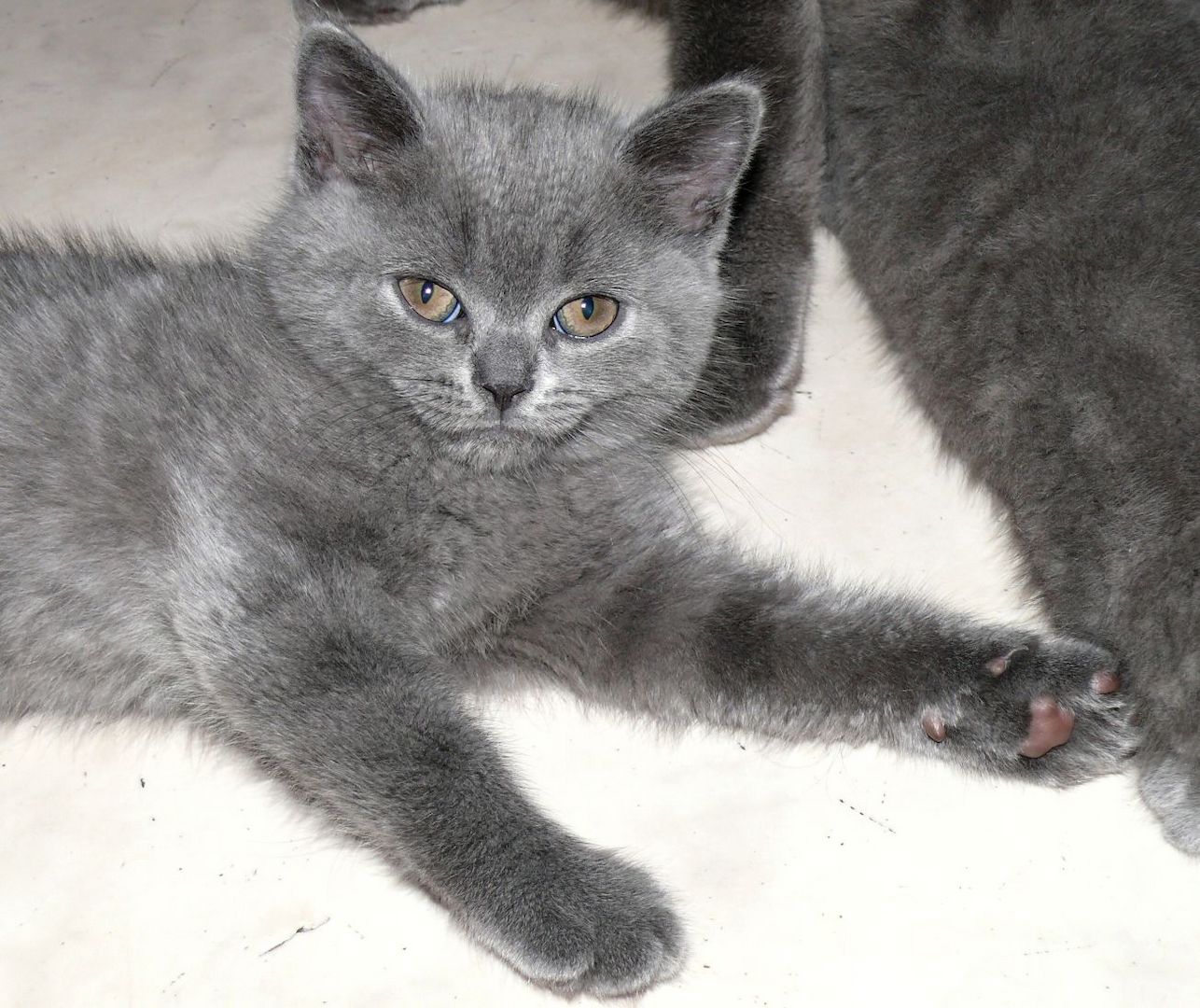 Reinrassige BKH Süßer Kater Total Verspielte sehr Lieb Grau (Blue)