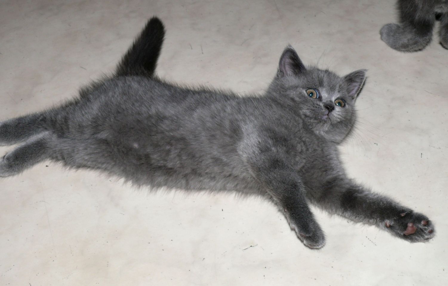 Reinrassige BKH Süßer Kater Total Verspielte sehr Lieb Grau (Blue)