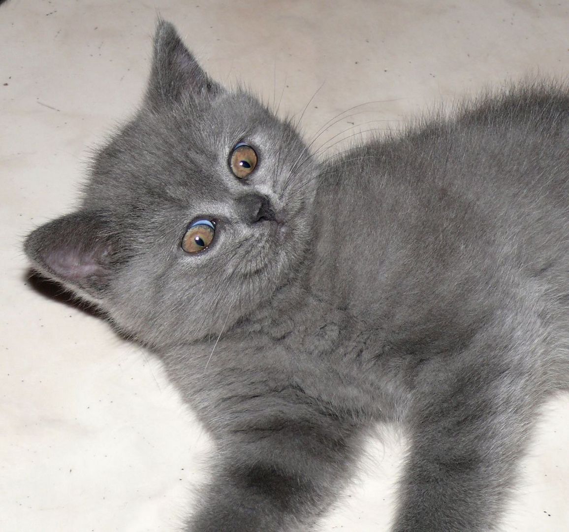 Reinrassige BKH Süßer Kater Total Verspielte sehr Lieb Grau (Blue)