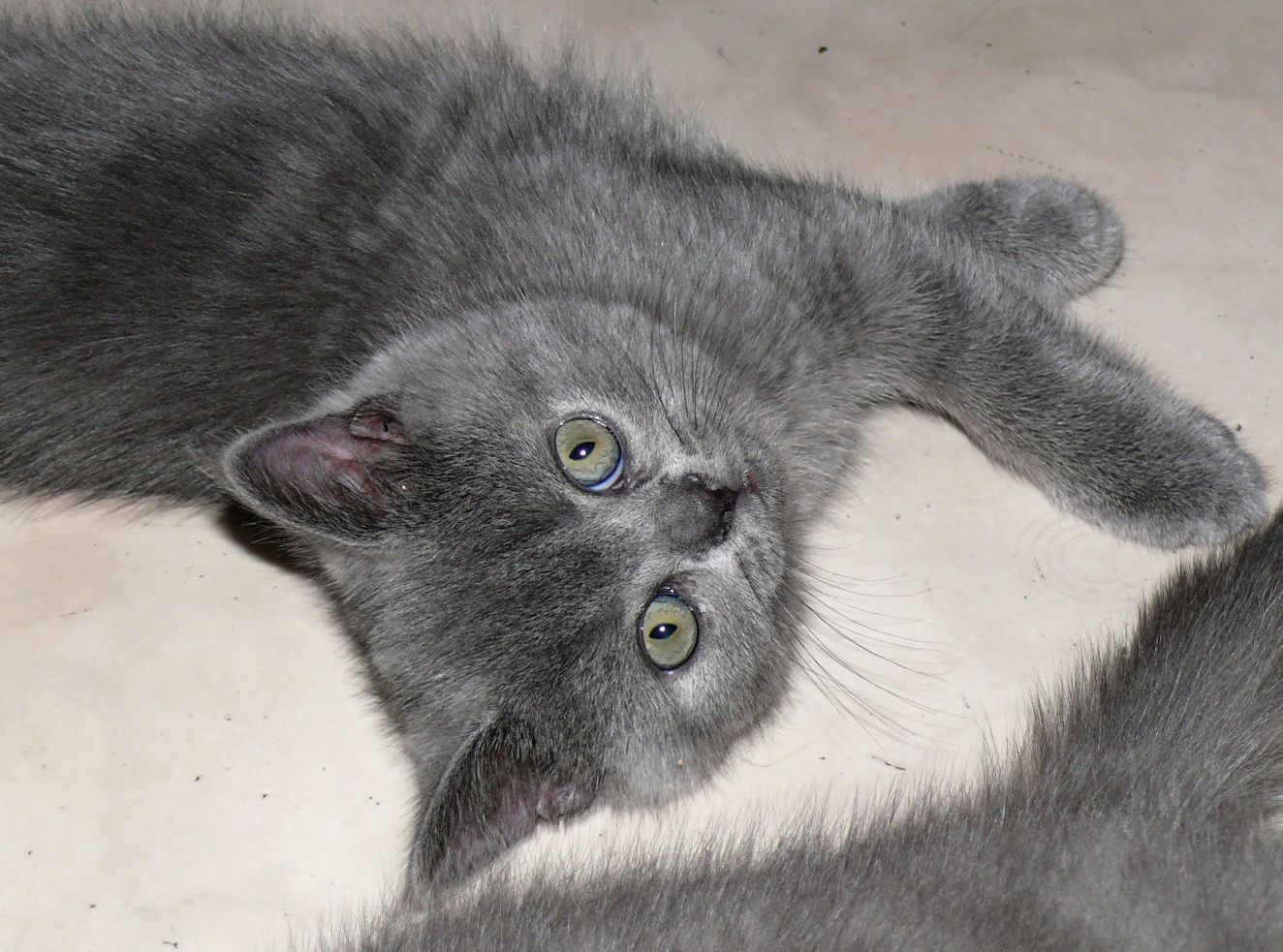 Reinrassige BKH Süßer Kater Total Verspielte sehr Lieb Grau (Blue)