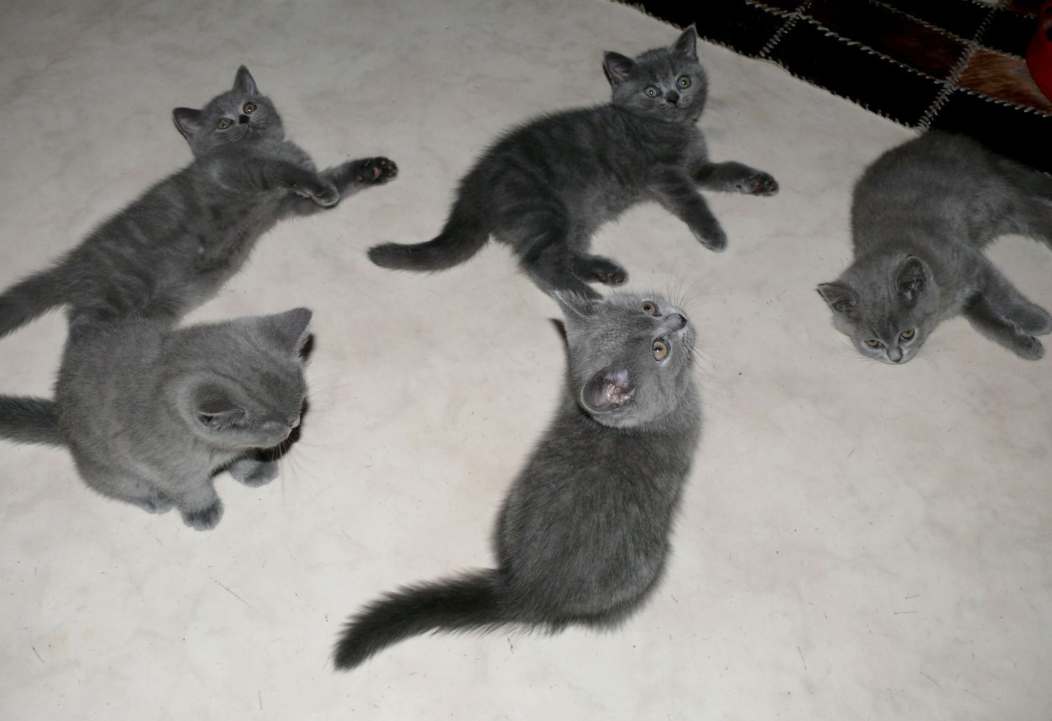 Reinrassige BKH Süßer Kater Total Verspielte sehr Lieb Grau (Blue)