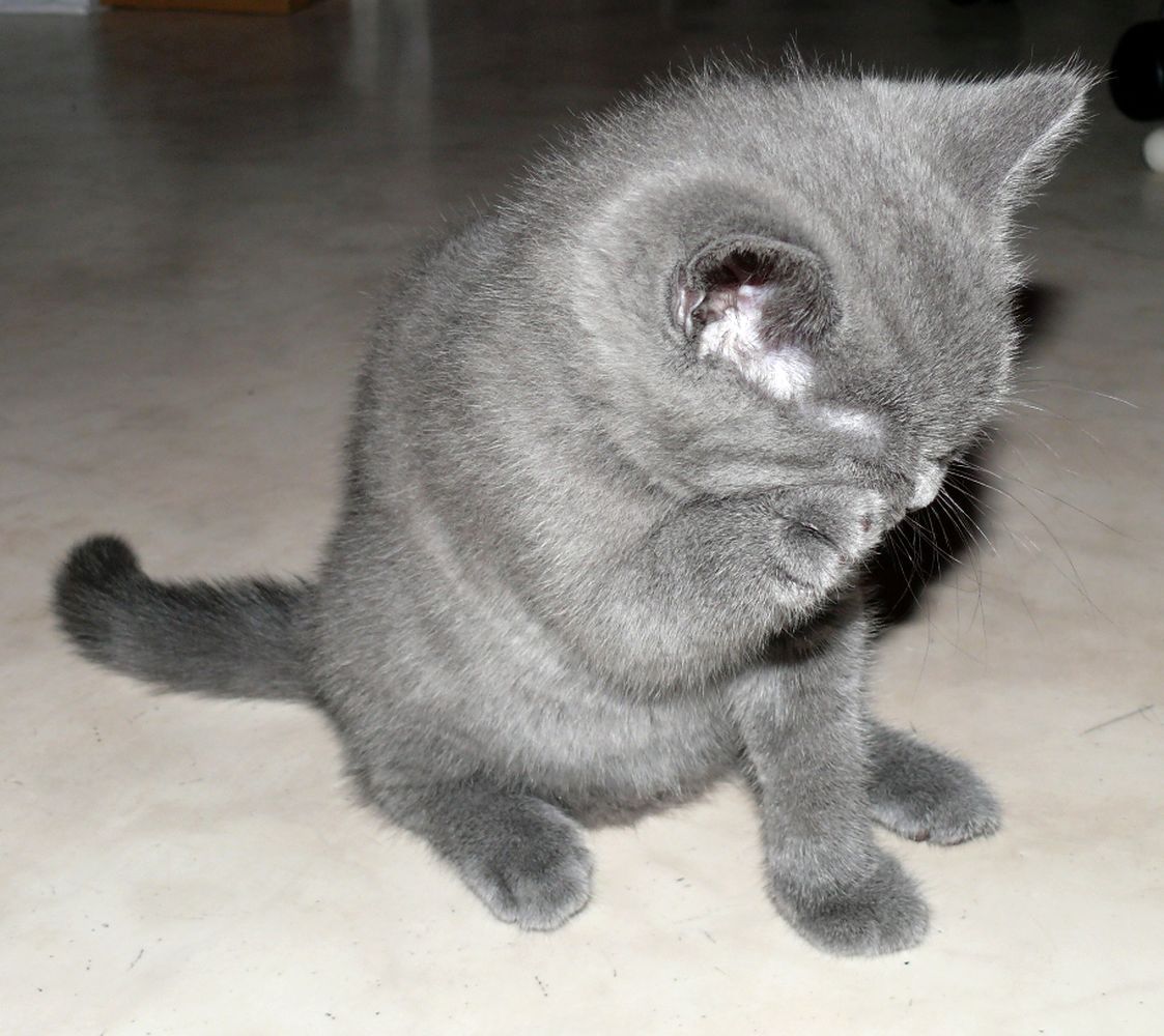 Reinrassige BKH Süßer Kater Total Verspielte sehr Lieb Grau (Blue)