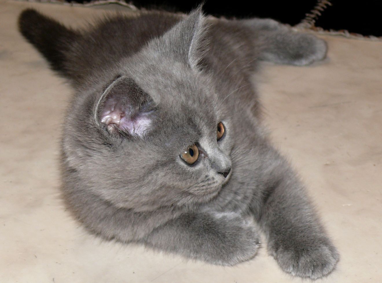 Reinrassige BKH Süßer Kater Total Verspielte sehr Lieb Grau (Blue)