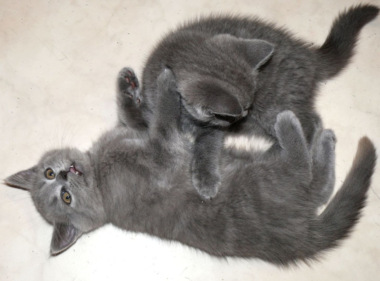 Reinrassige BKH Süßer Kater Total Verspielte sehr Lieb Grau (Blue)