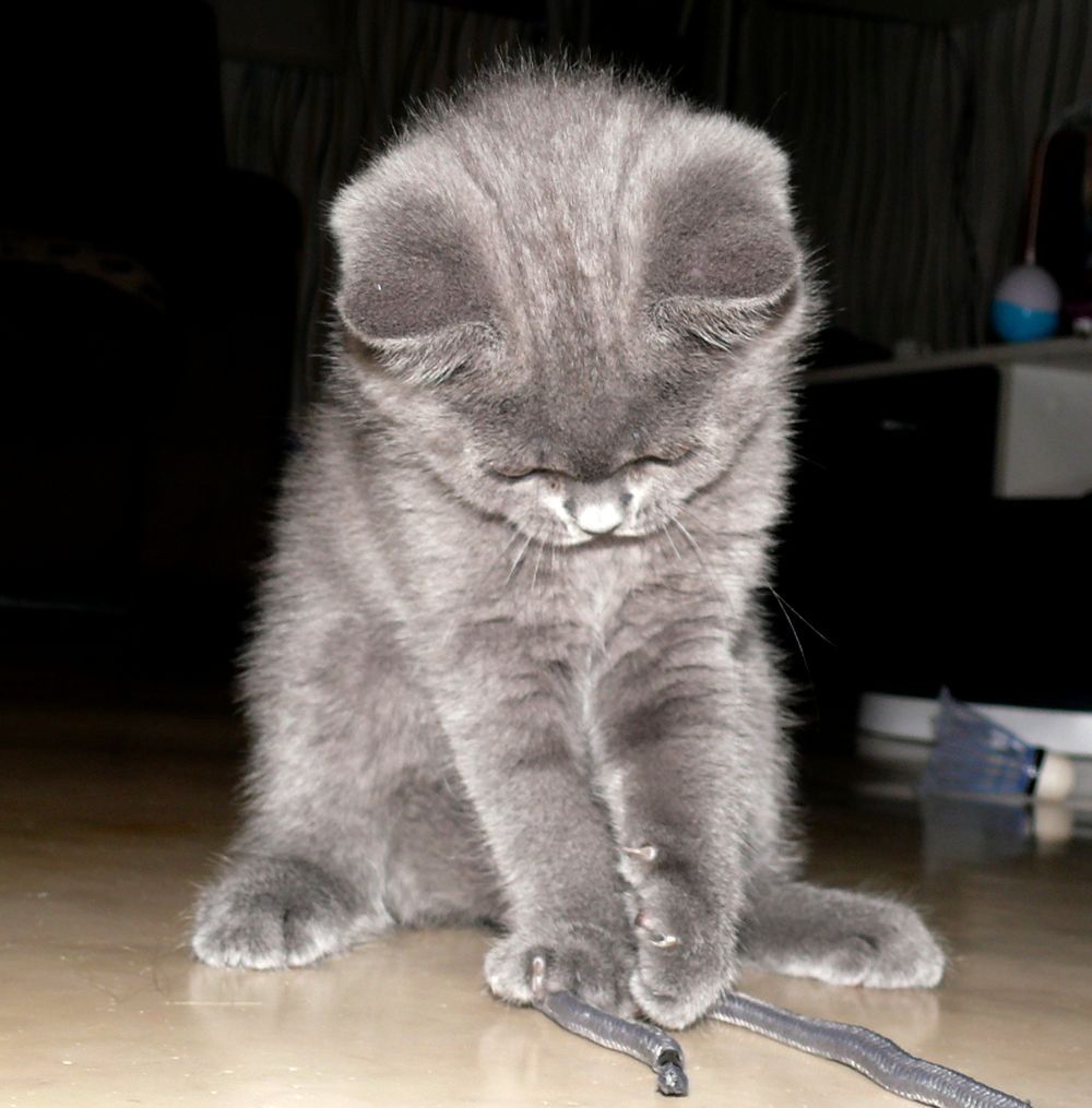 Reinrassige BKH Süße Kätzchen Total Verspielte Puppe Grau