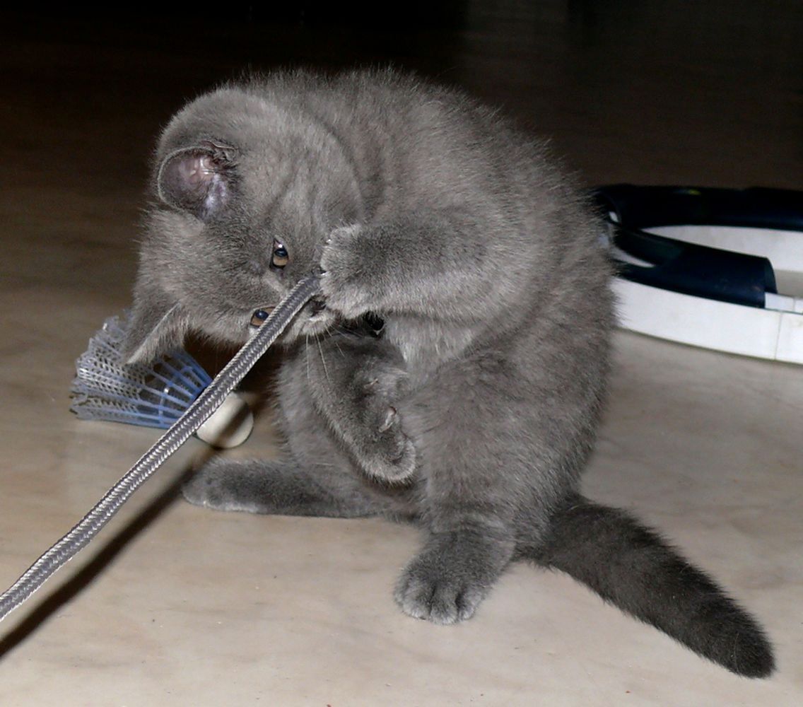 Reinrassige BKH Süße Kätzchen Total Verspielte Puppe Grau