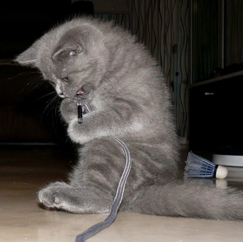 Reinrassige BKH Süße Kätzchen Total Verspielte Puppe Grau