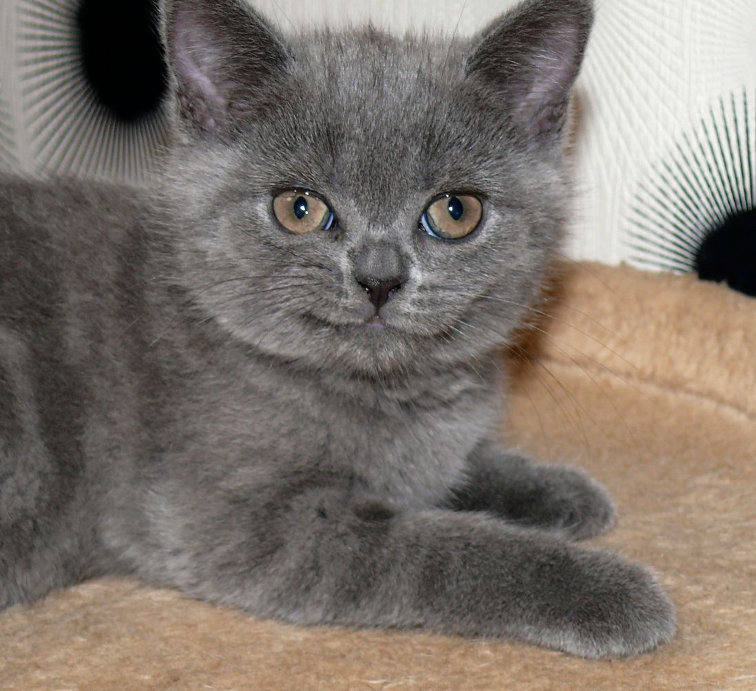 Reinrassige BKH Süße Kätzchen Total Verspielte Puppe Grau