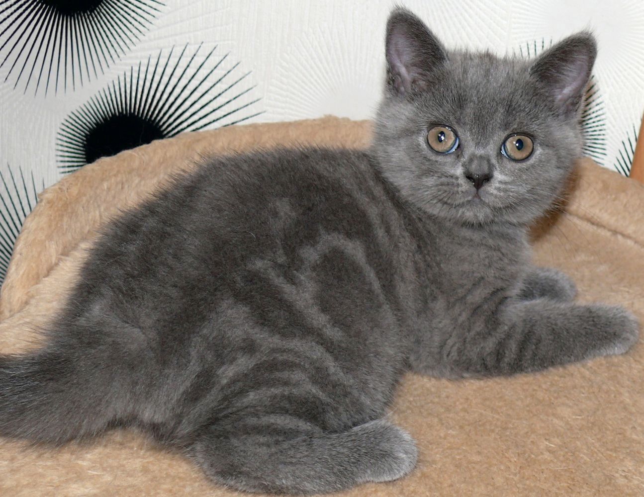 Reinrassige BKH Süße Kätzchen Total Verspielte Puppe Grau