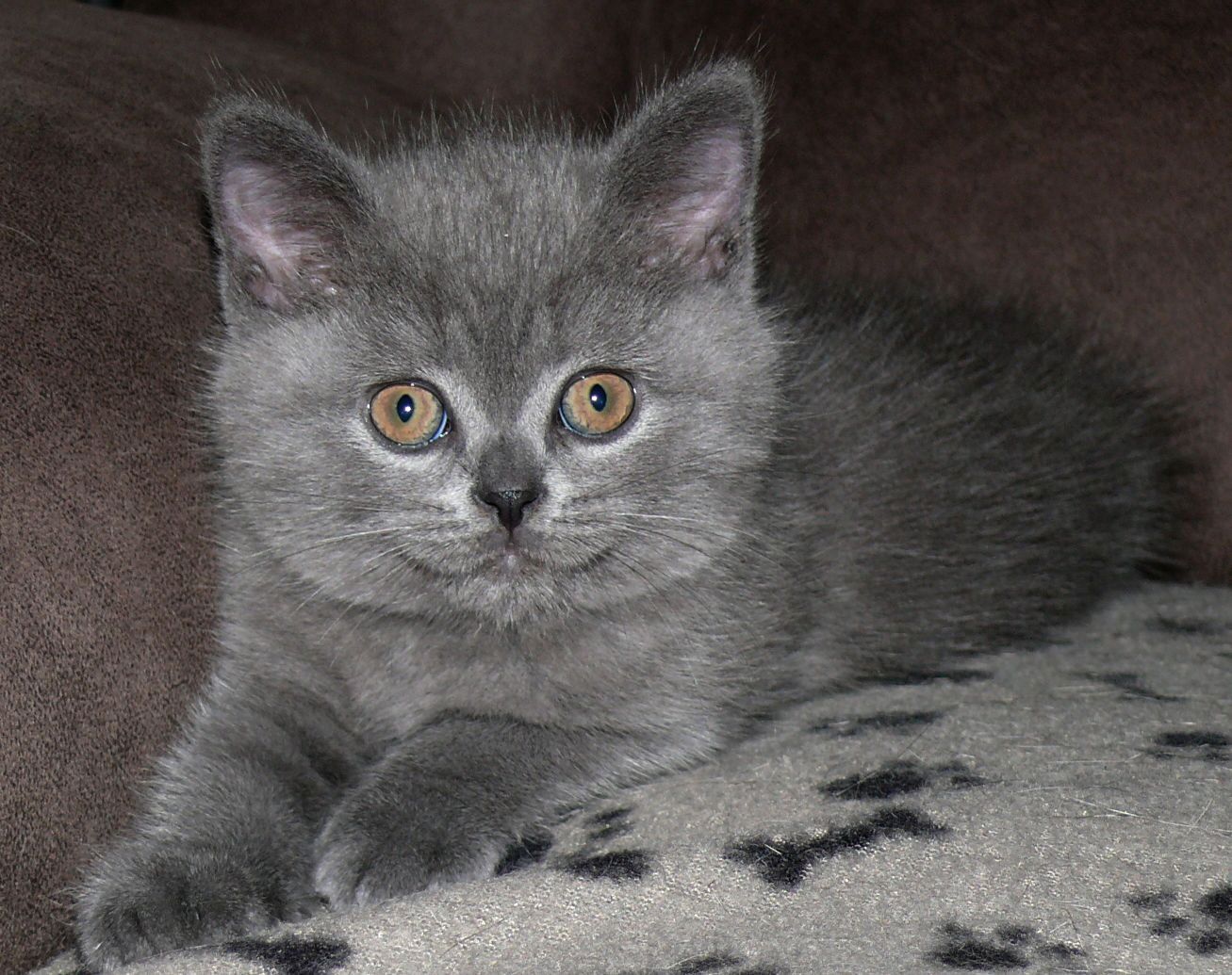 Reinrassige BKH Süße Kätzchen Total Verspielte Puppe Grau