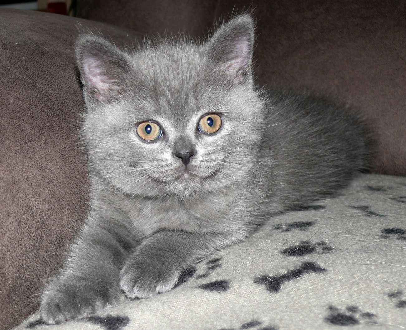 Reinrassige BKH Süße Kätzchen Total Verspielte Puppe Grau