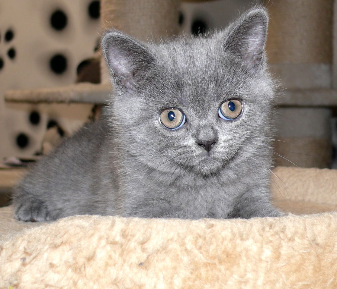 Reinrassige BKH Süße Kätzchen Total Verspielte Puppe Grau