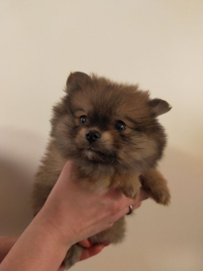 Pomeranian/ Zwergspitz Pomeranian/ Zwergspitz