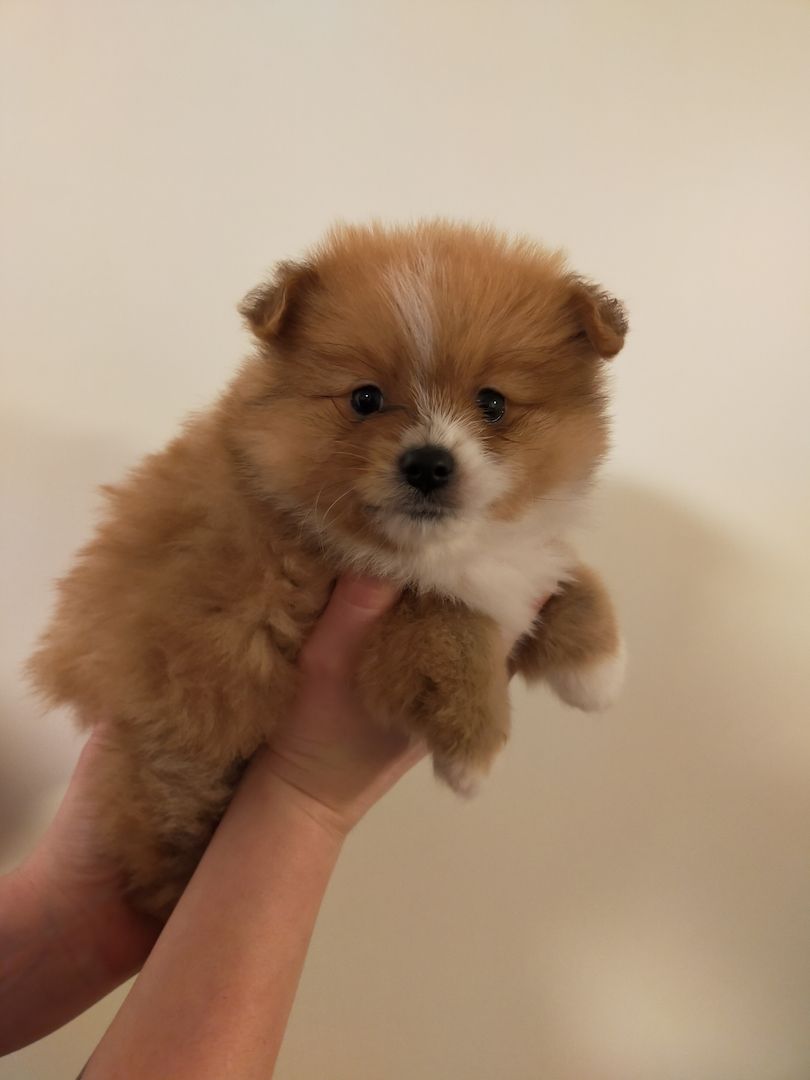 Pomeranian/ Zwergspitz Pomeranian/ Zwergspitz