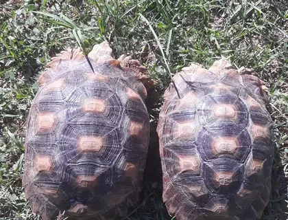 1,1 Paar Sulcata zur Adoption