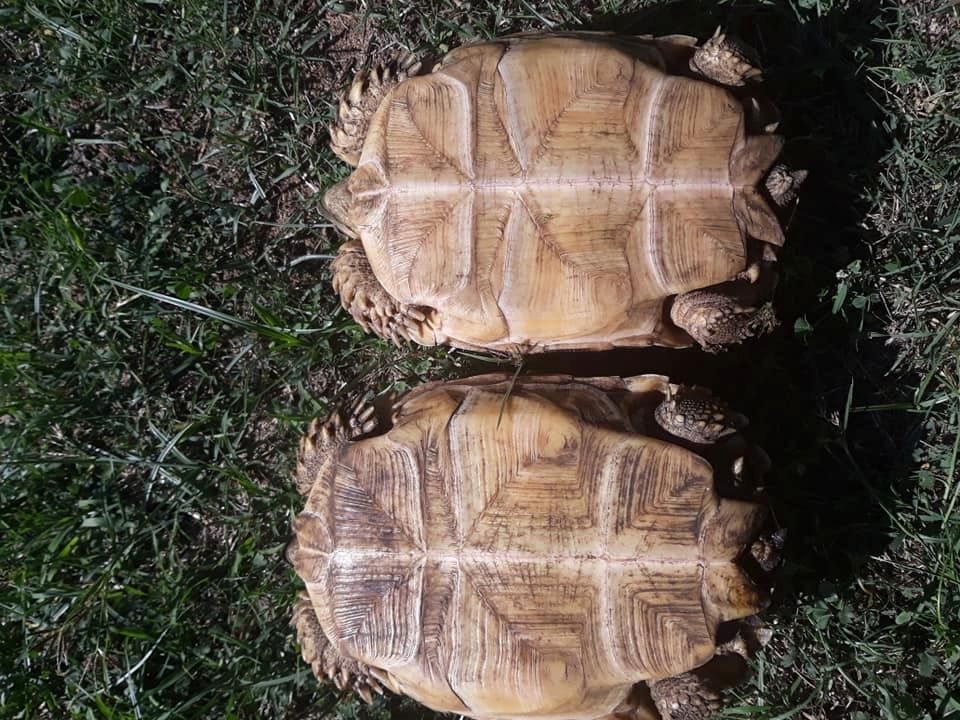 1,1 Paar Sulcata zur Adoption