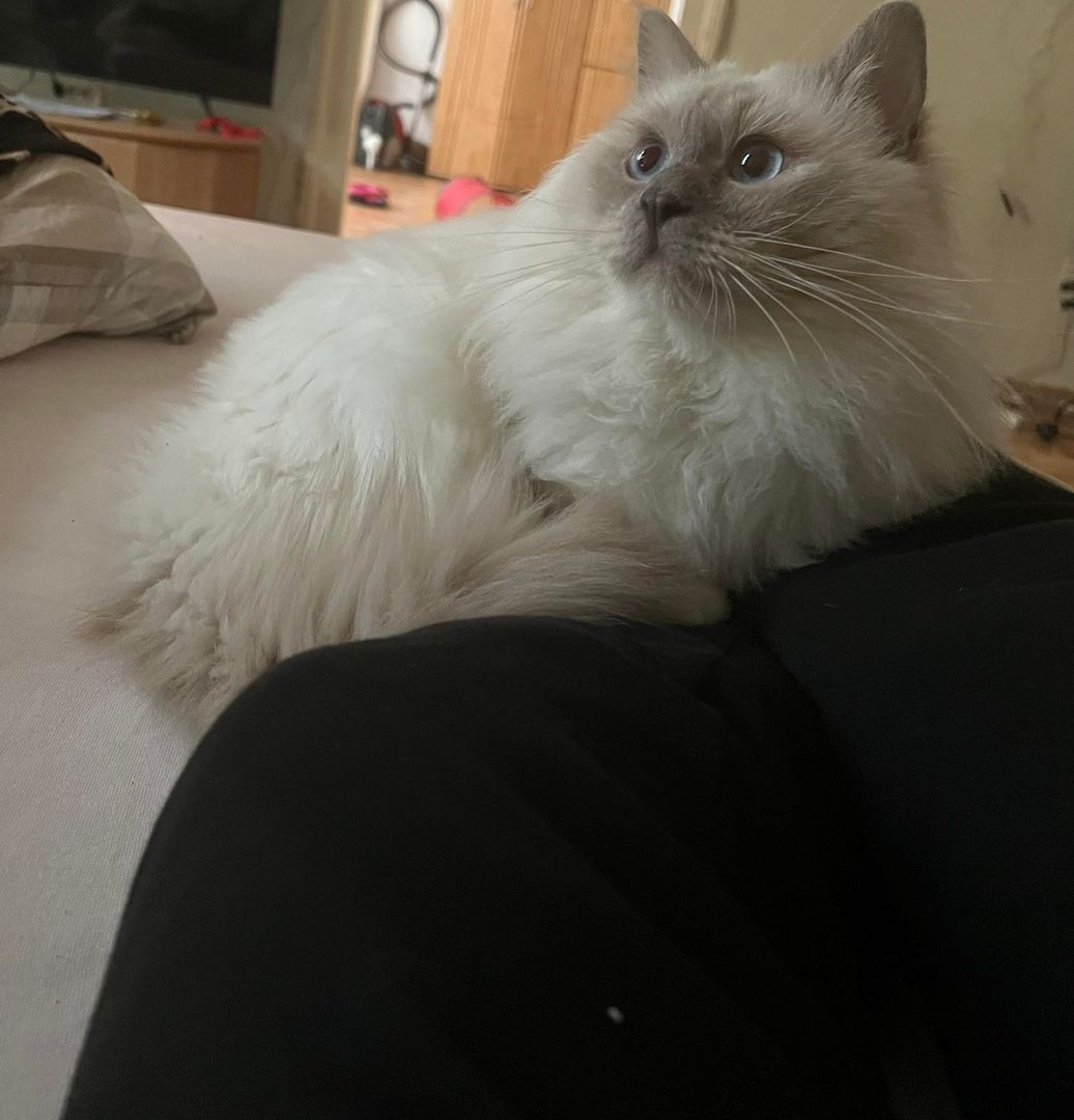 Heilige Birma lilac-point Deckkater