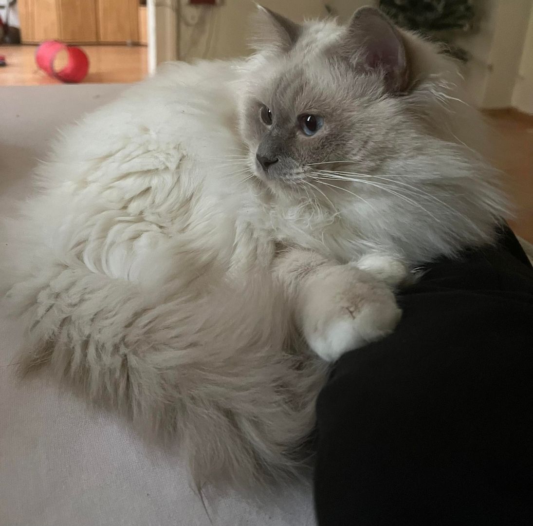 Heilige Birma lilac-point Deckkater