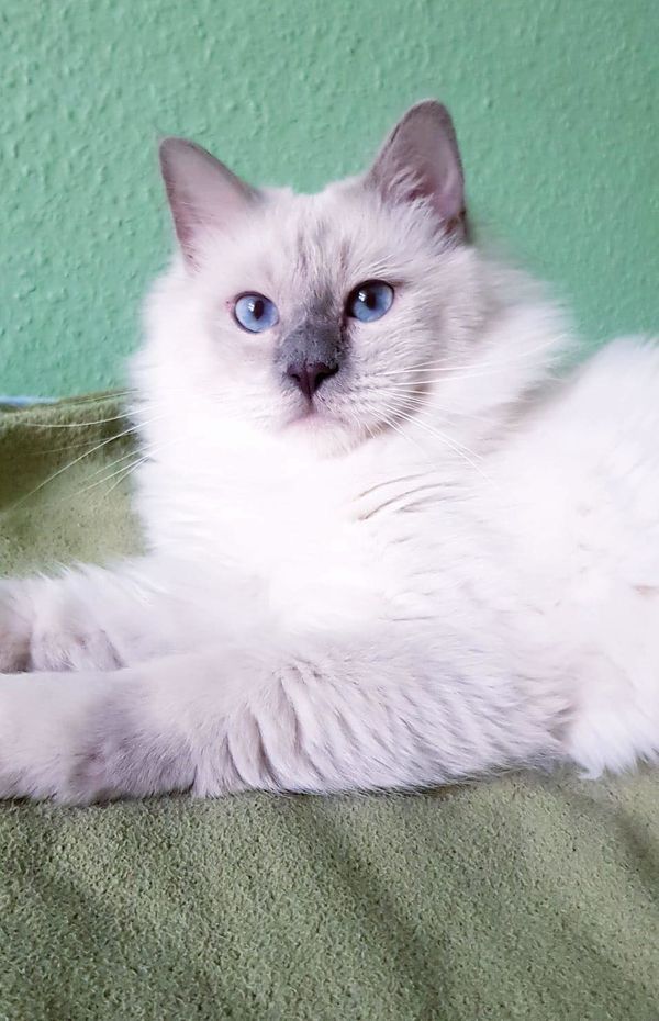 Heilige Birma lilac-point Deckkater