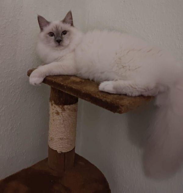 Heilige Birma lilac-point Deckkater