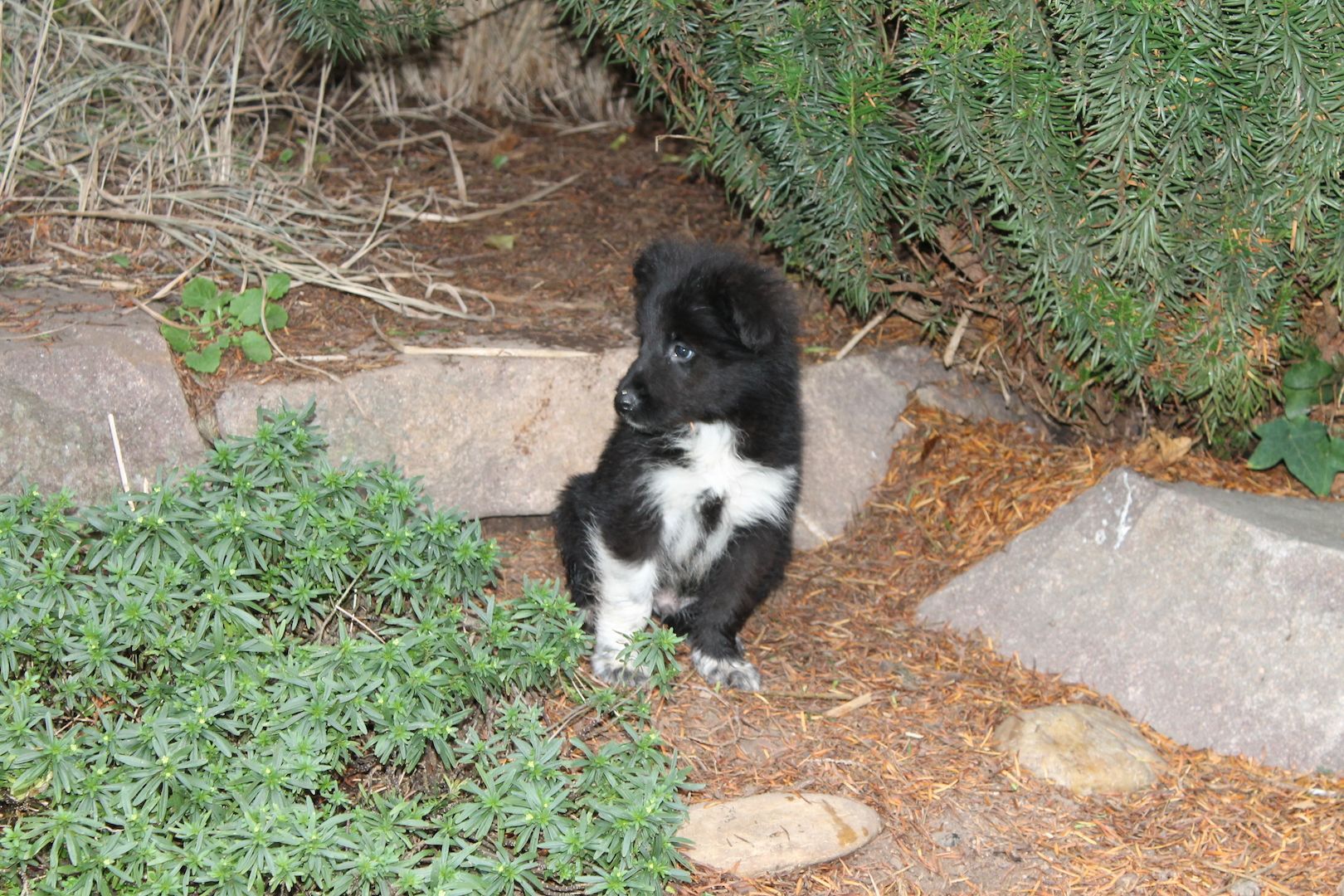 Border Collie Husky Mix Welpen Rüden