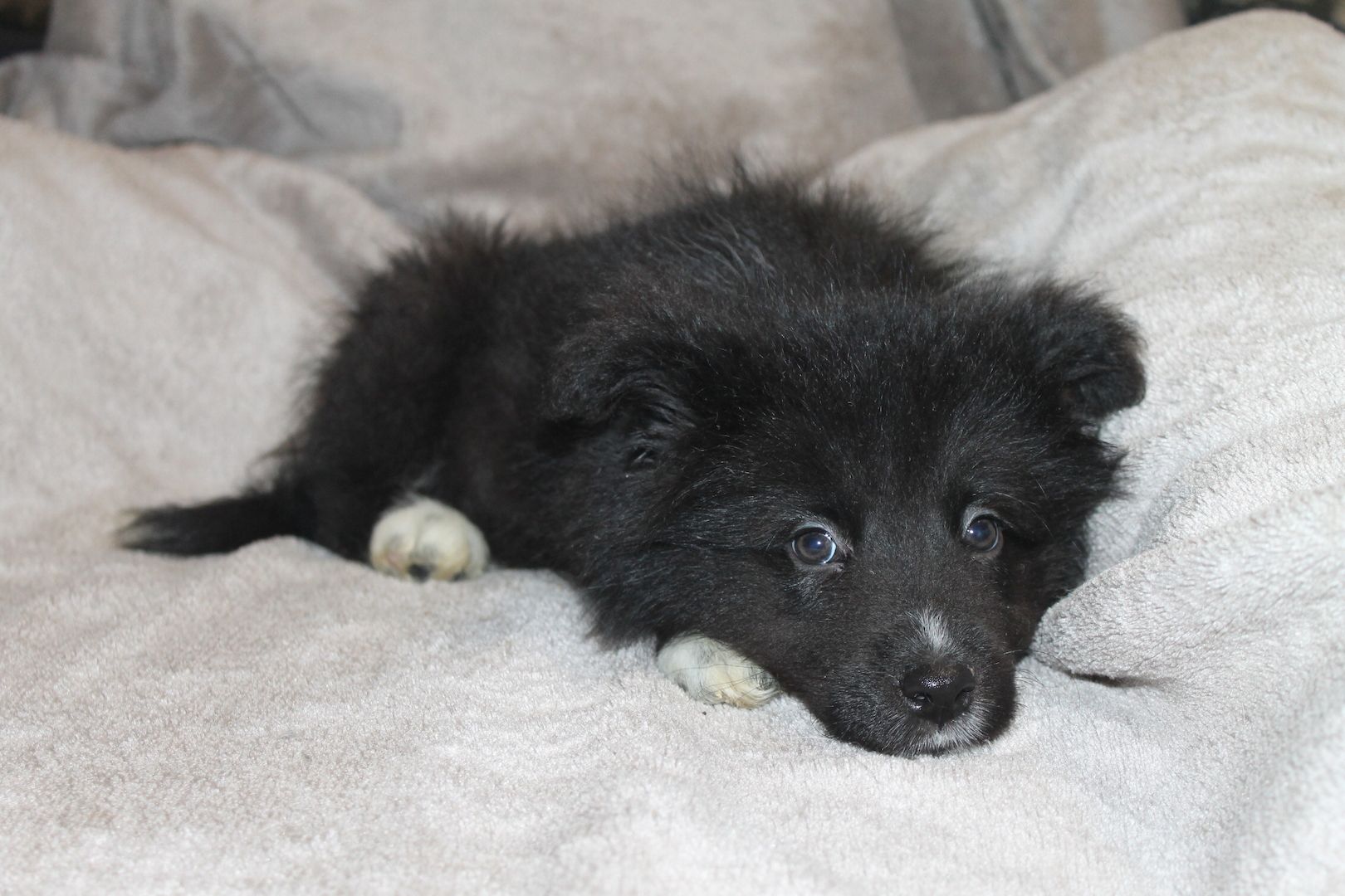 Border Collie Husky Mix Welpen Rüden