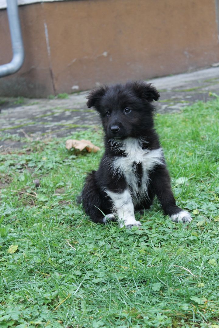 Border Collie Husky Mix Welpen Rüden
