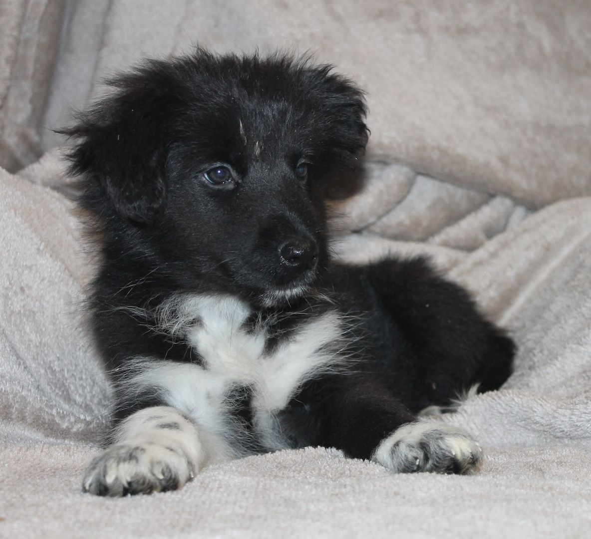 Border Collie Husky Mix Welpen Rüden