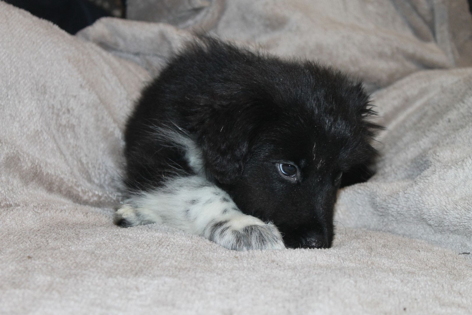 Border Collie Husky Mix Welpen Rüden