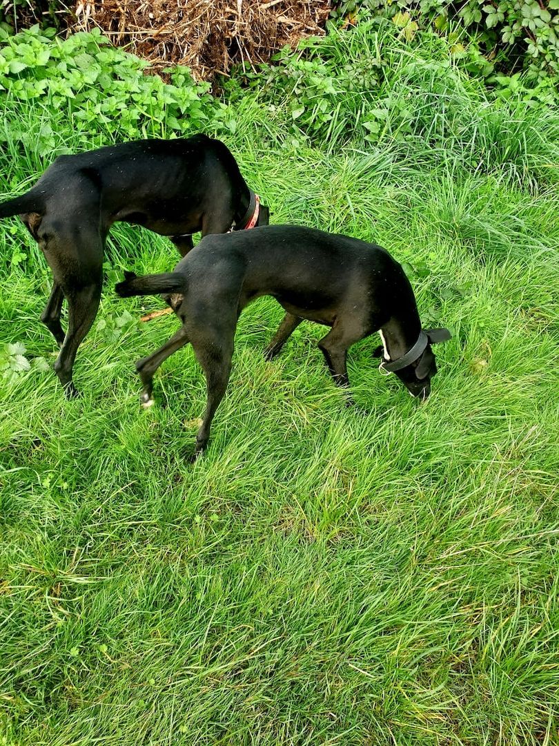 2 Greyhounds abzugeben
