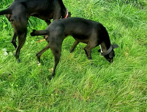 2 Greyhounds abzugeben