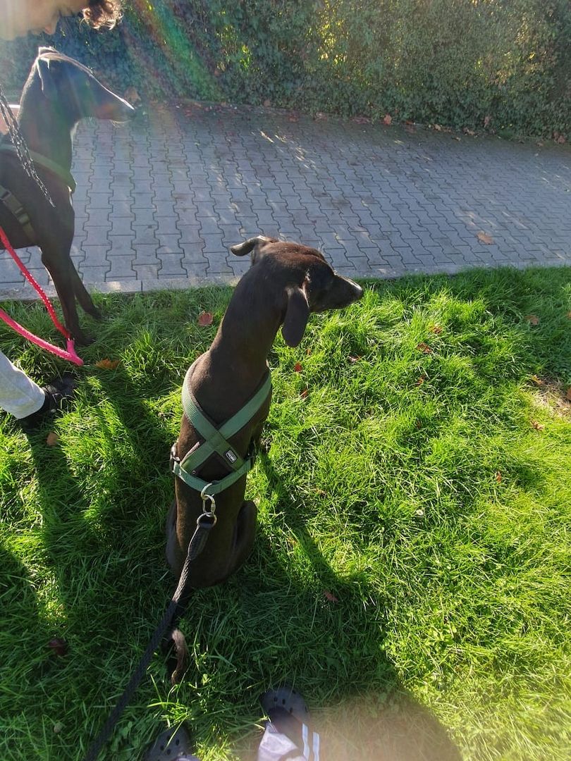 2 Greyhounds abzugeben