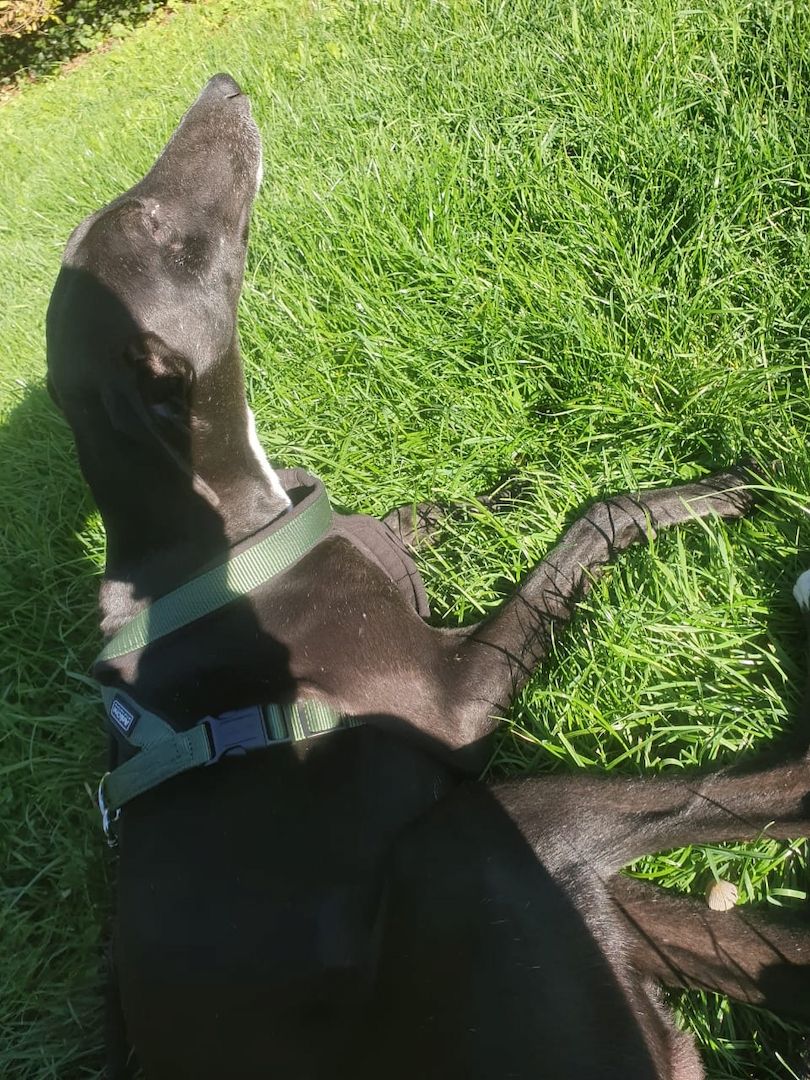 2 Greyhounds abzugeben