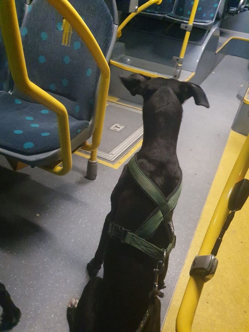 2 Greyhounds abzugeben