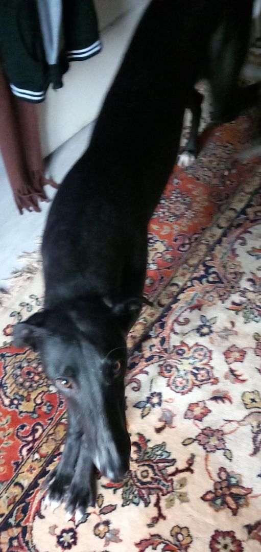 2 Greyhounds abzugeben