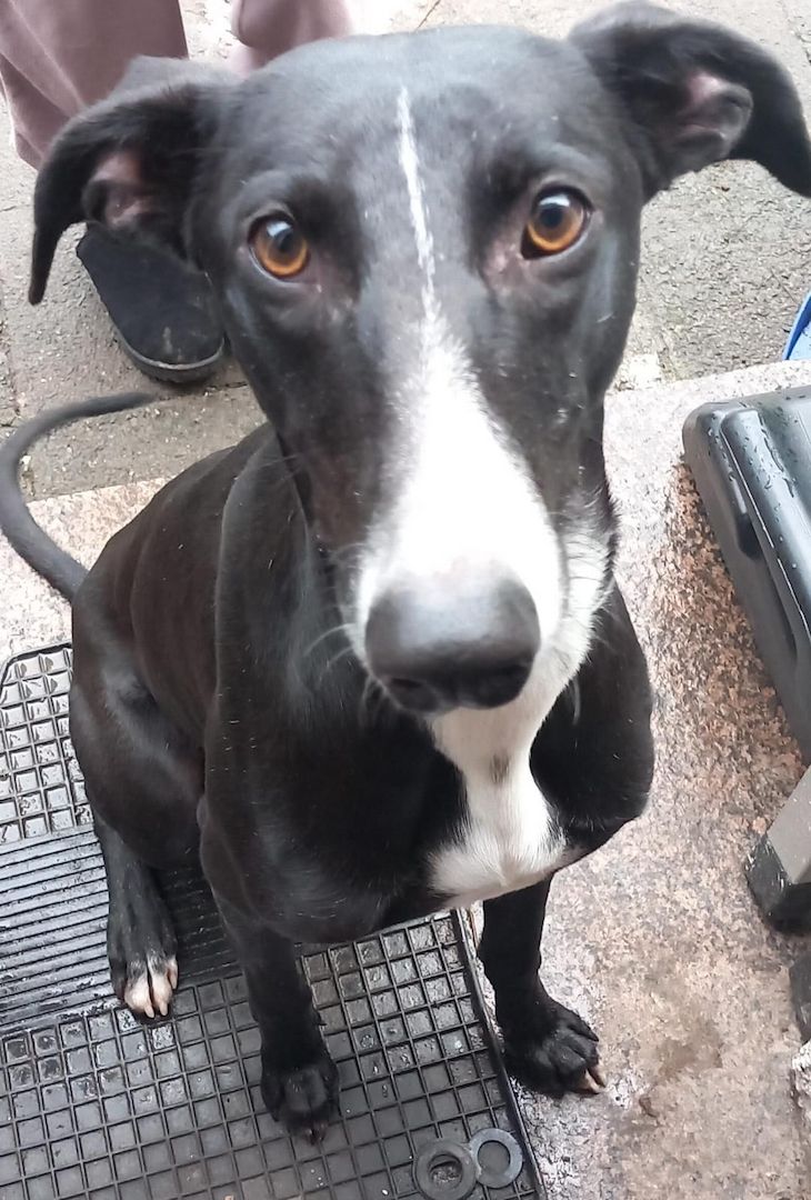 2 Greyhounds abzugeben