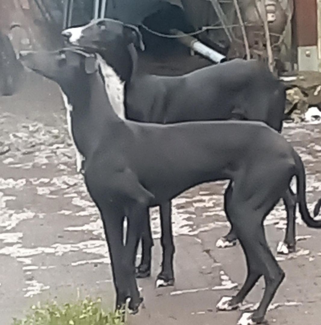 2 Greyhounds abzugeben