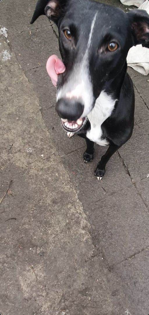 2 Greyhounds abzugeben