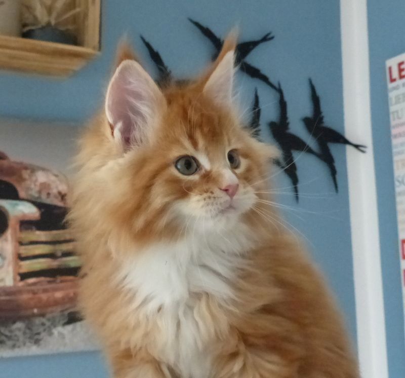 Reinrassige Weiße Maine Coon babys
