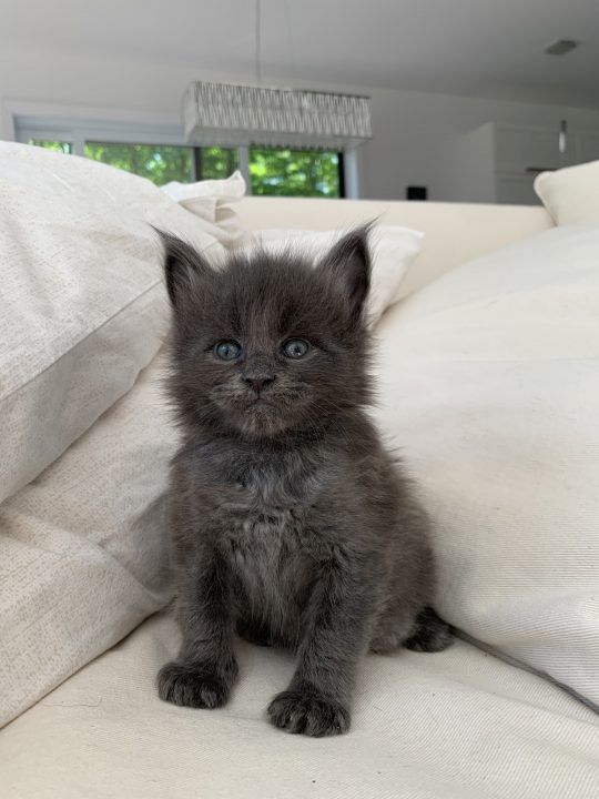 Reinrassige Weiße Maine Coon babys