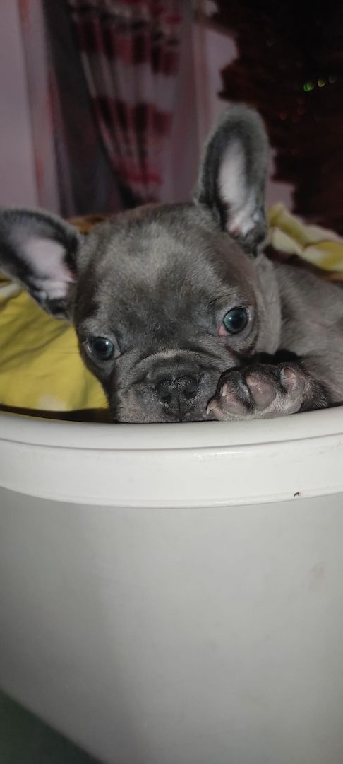 Französische bulldogge welpe