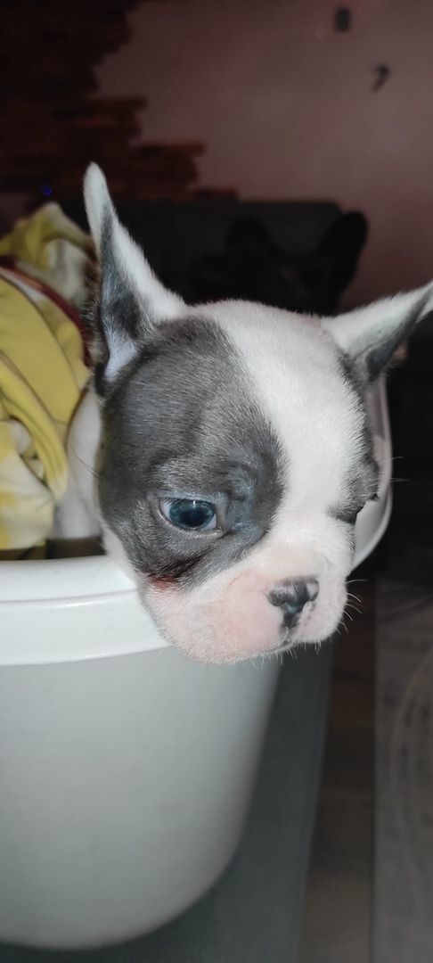 Französische bulldogge welpe