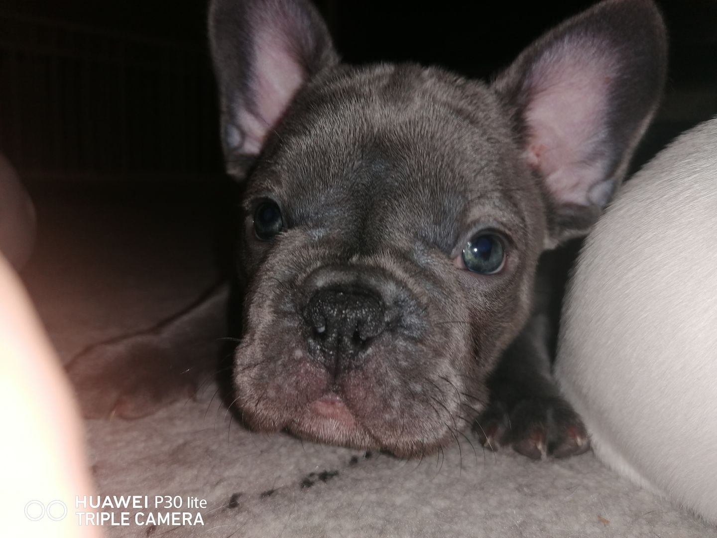 Französische bulldogge welpe