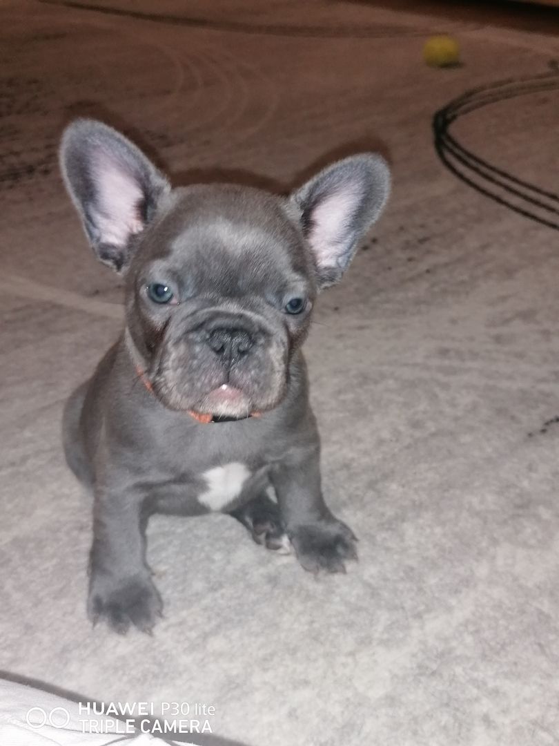 Französische bulldogge welpe
