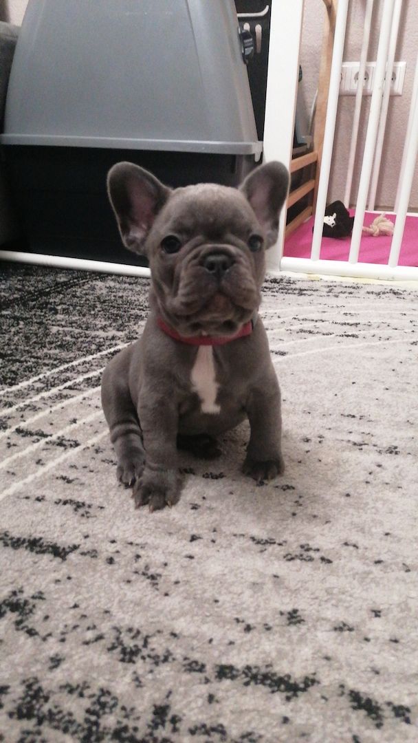Französische bulldogge welpe