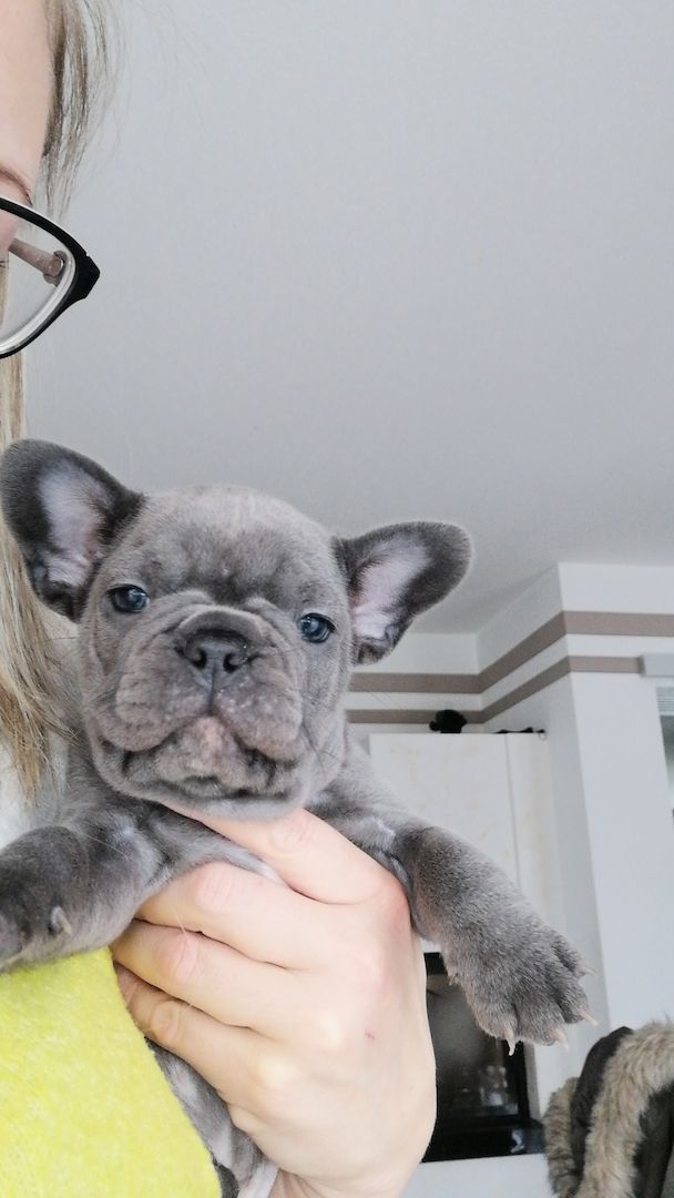 Französische bulldogge welpe
