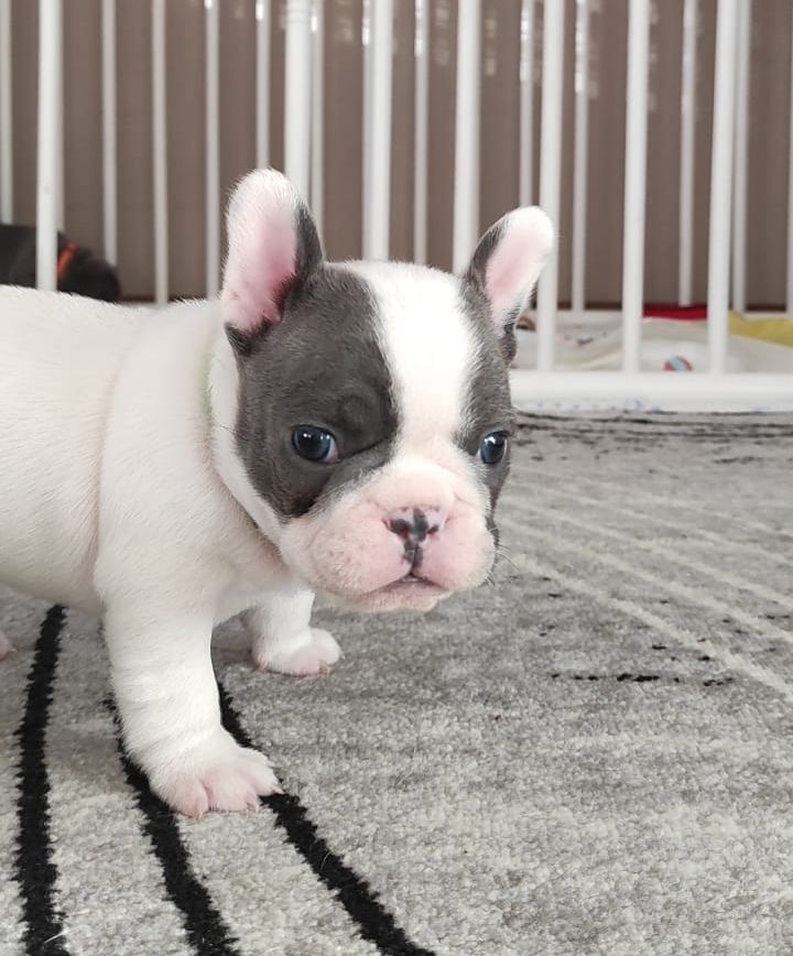 Französische bulldogge welpe