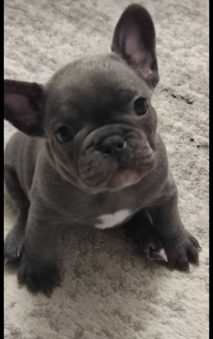 Französische bulldogge welpe