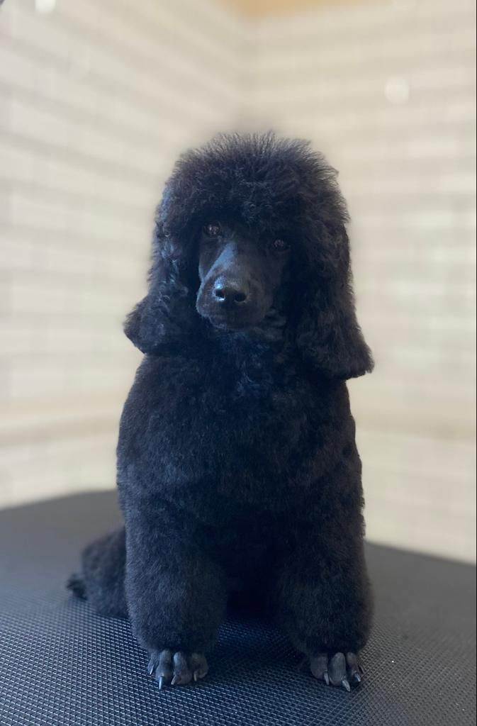 2 Kleinpudel verkaufen