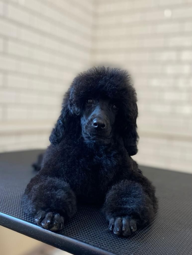 2 Kleinpudel verkaufen